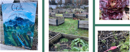 Oak and 41st Community Garden