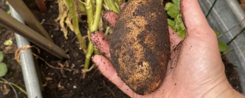 An early morning visit to the Community Garden – or how do we contribute to a person’s sense of pride in their gifts?