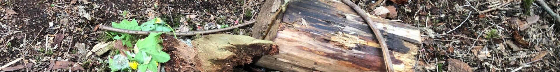 The importance of environmental education
