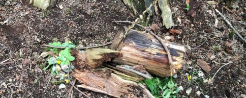 The importance of environmental education