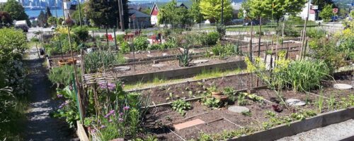(almost) time for fresh produce at the community garden